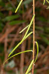 Summer spurge